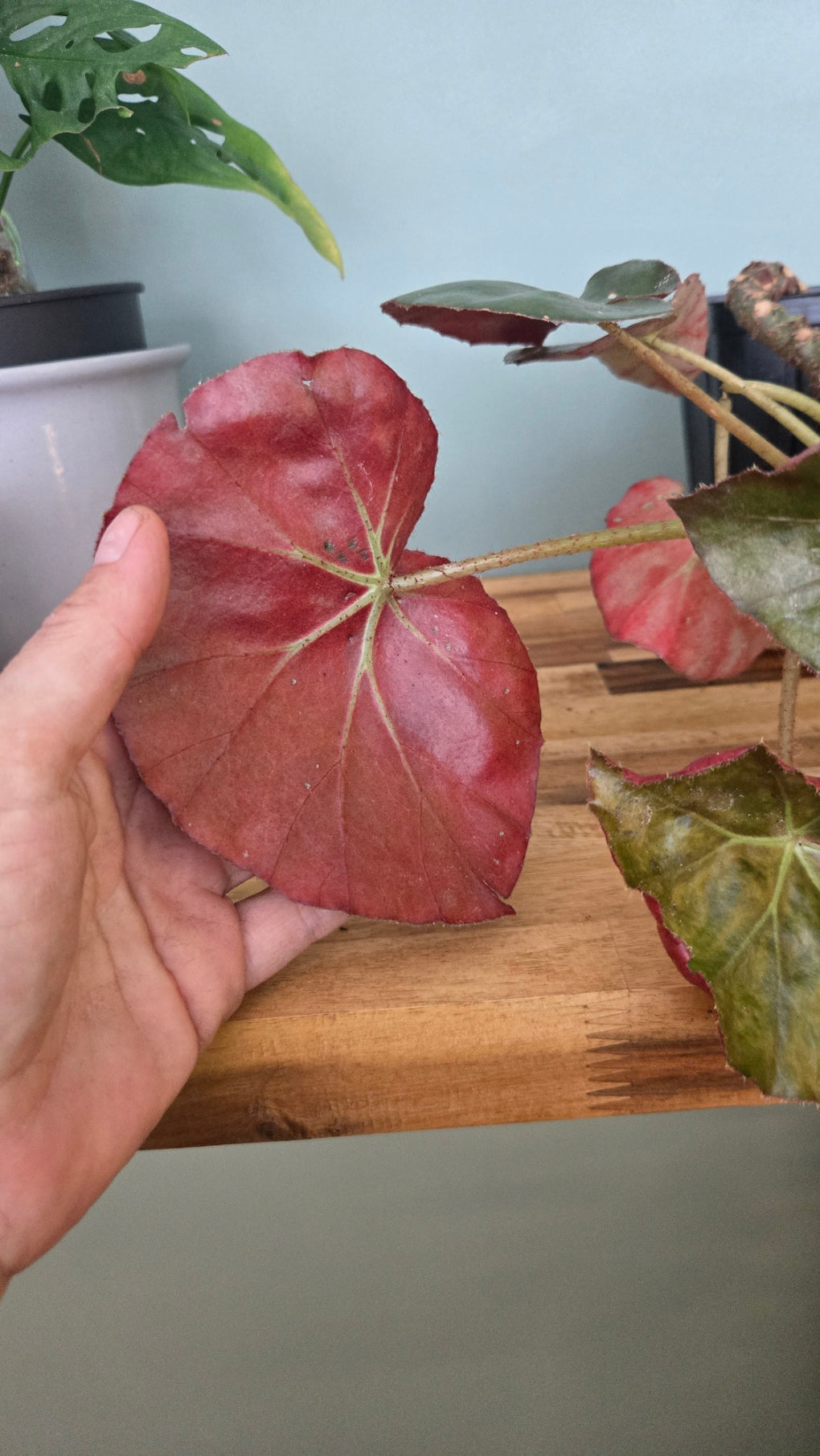 BEGONIA NENUPHAR