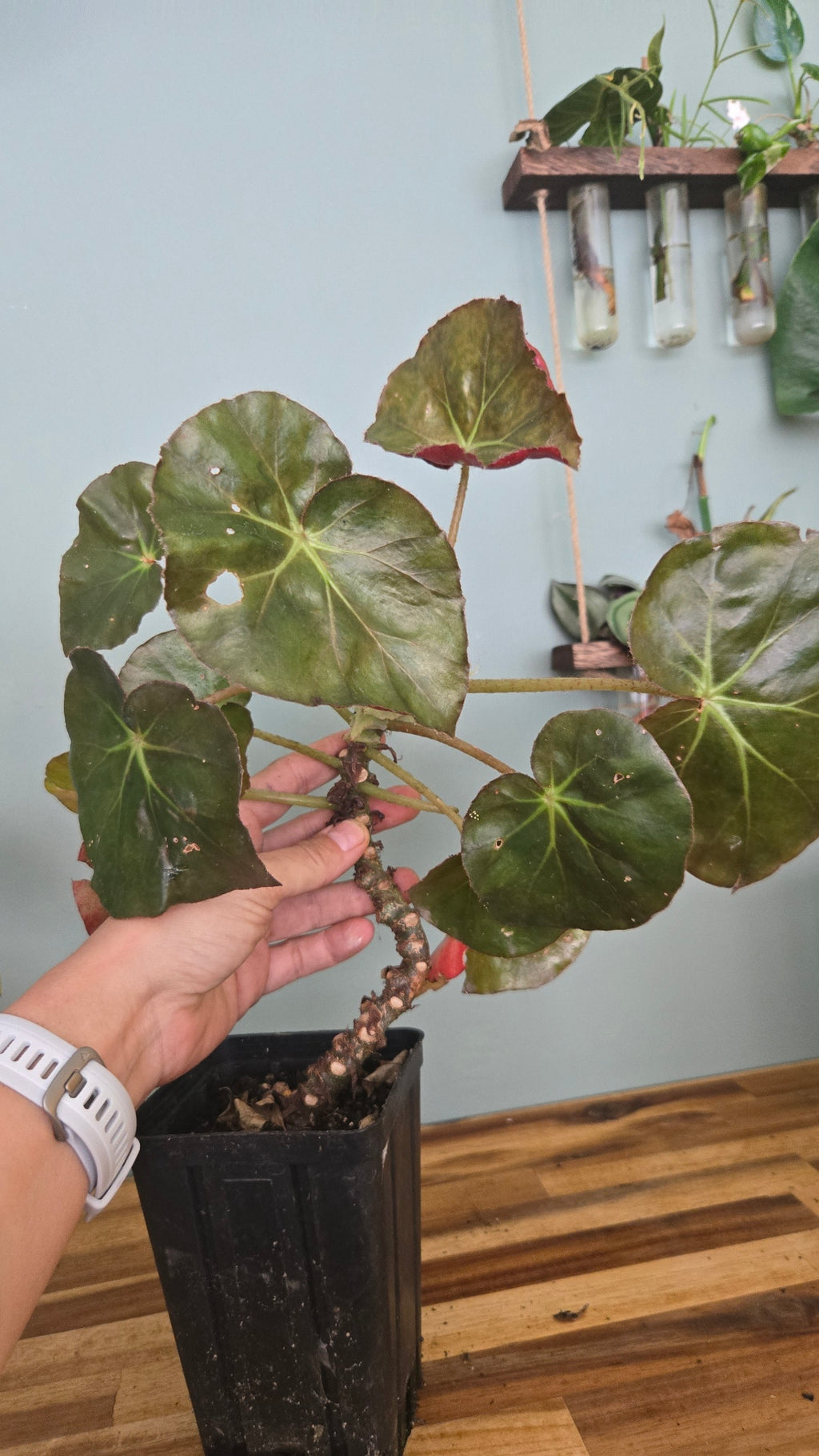 BEGONIA NENUPHAR