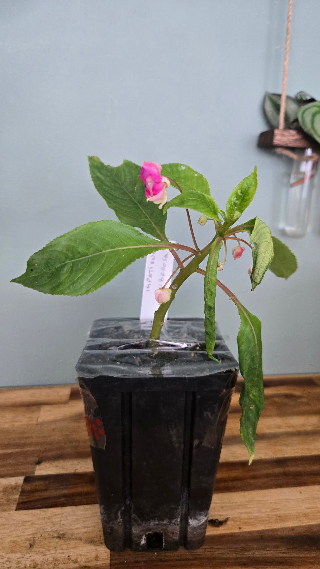 IMPATIENS TUBEROSA