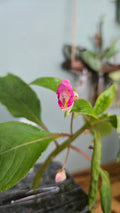 IMPATIENS TUBEROSA