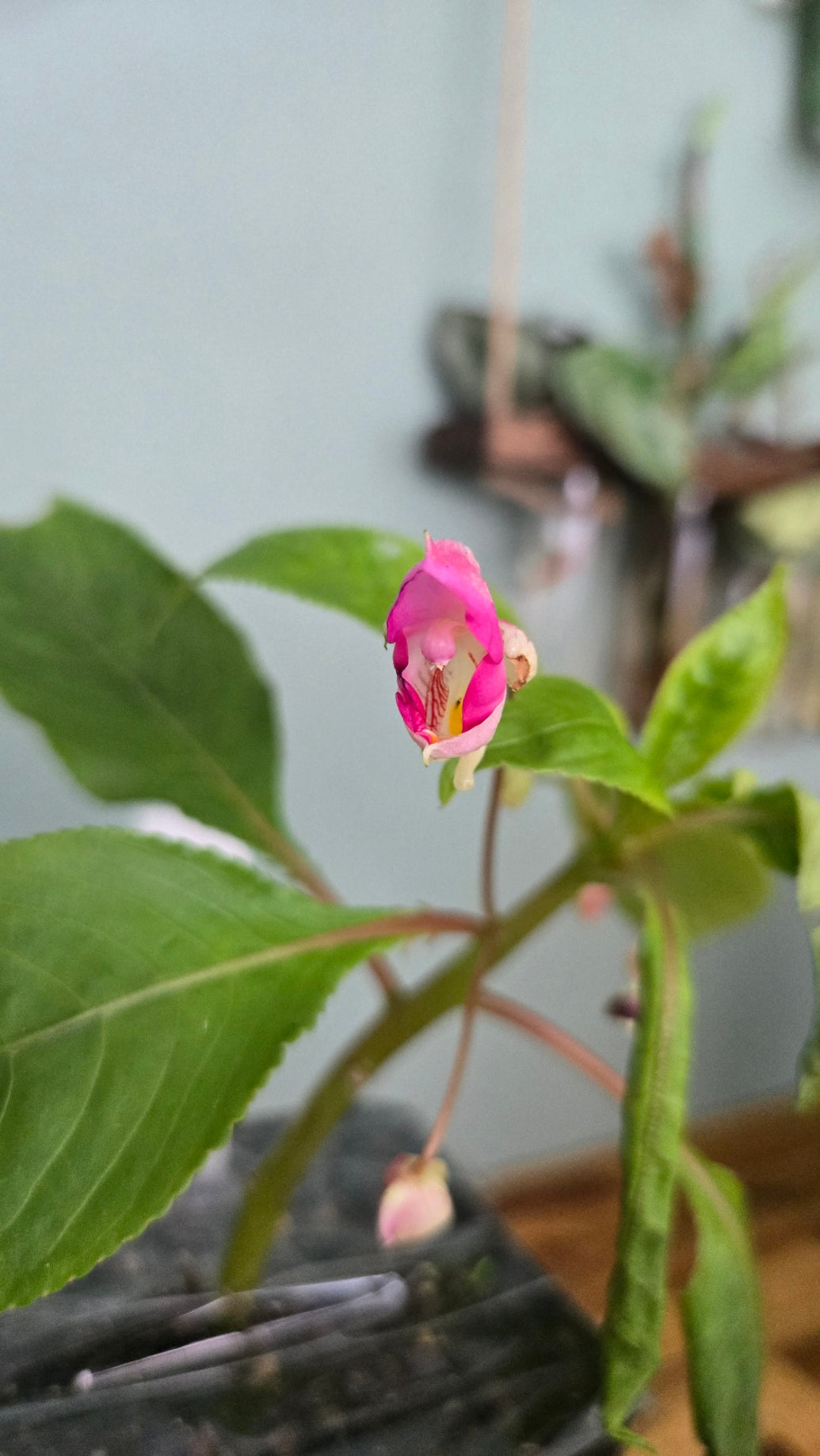 IMPATIENS TUBEROSA