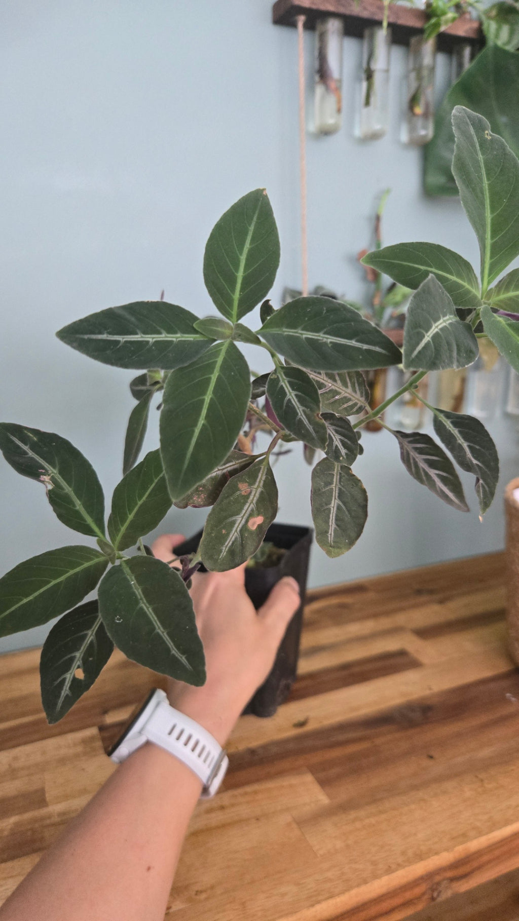 RUELLIA MAKOYANA
