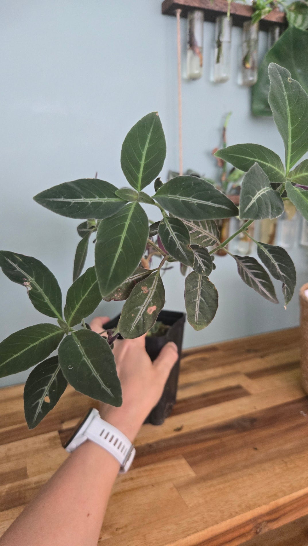 RUELLIA MAKOYANA