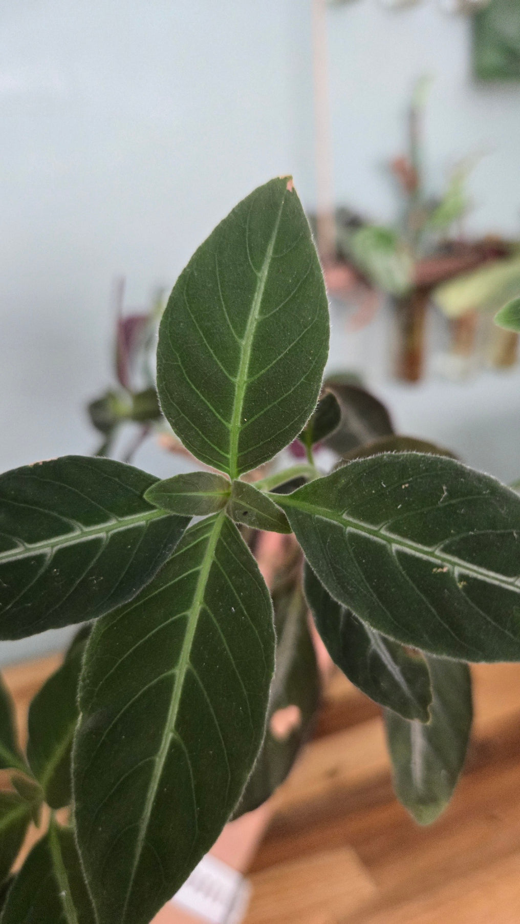 RUELLIA MAKOYANA