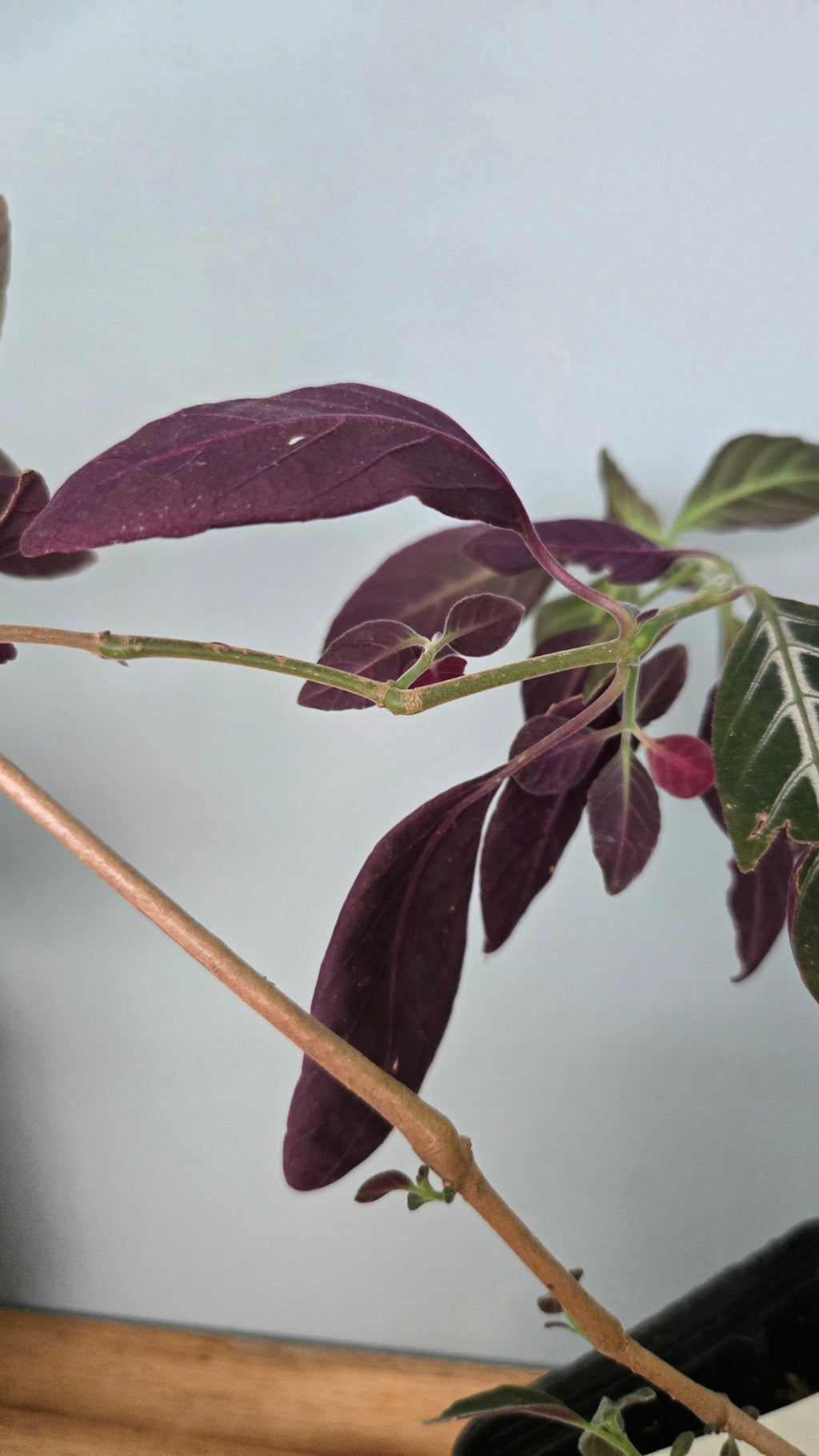 RUELLIA MAKOYANA