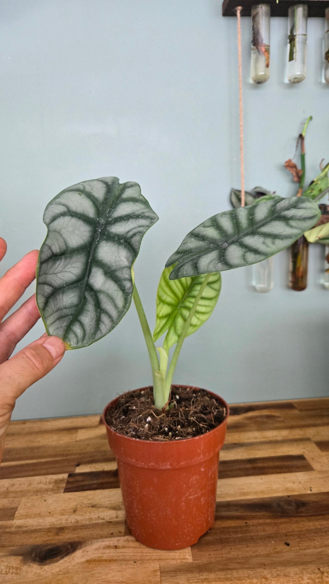 ALOCASIA SILVER DRAGON