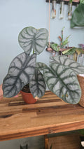 ALOCASIA SILVER DRAGON