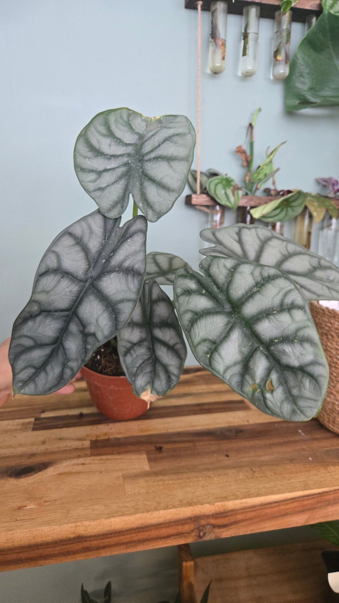 ALOCASIA SILVER DRAGON