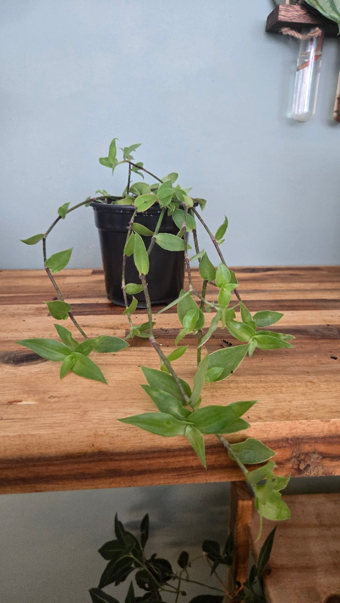 TRADESCANTIA FLUMINENSIS