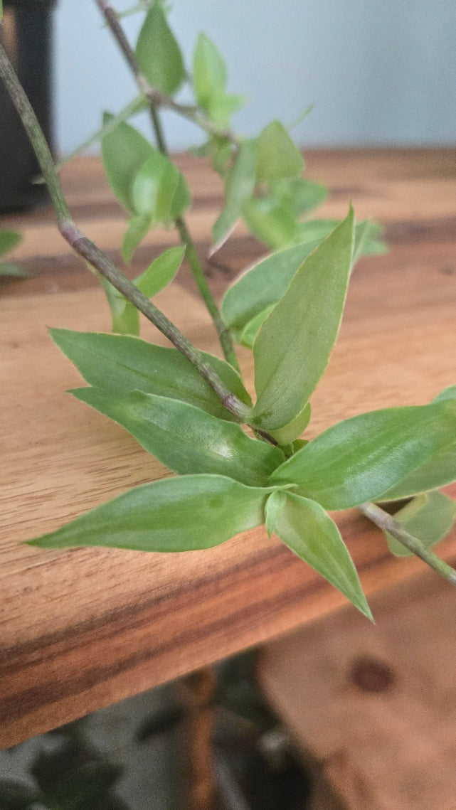 TRADESCANTIA FLUMINENSIS