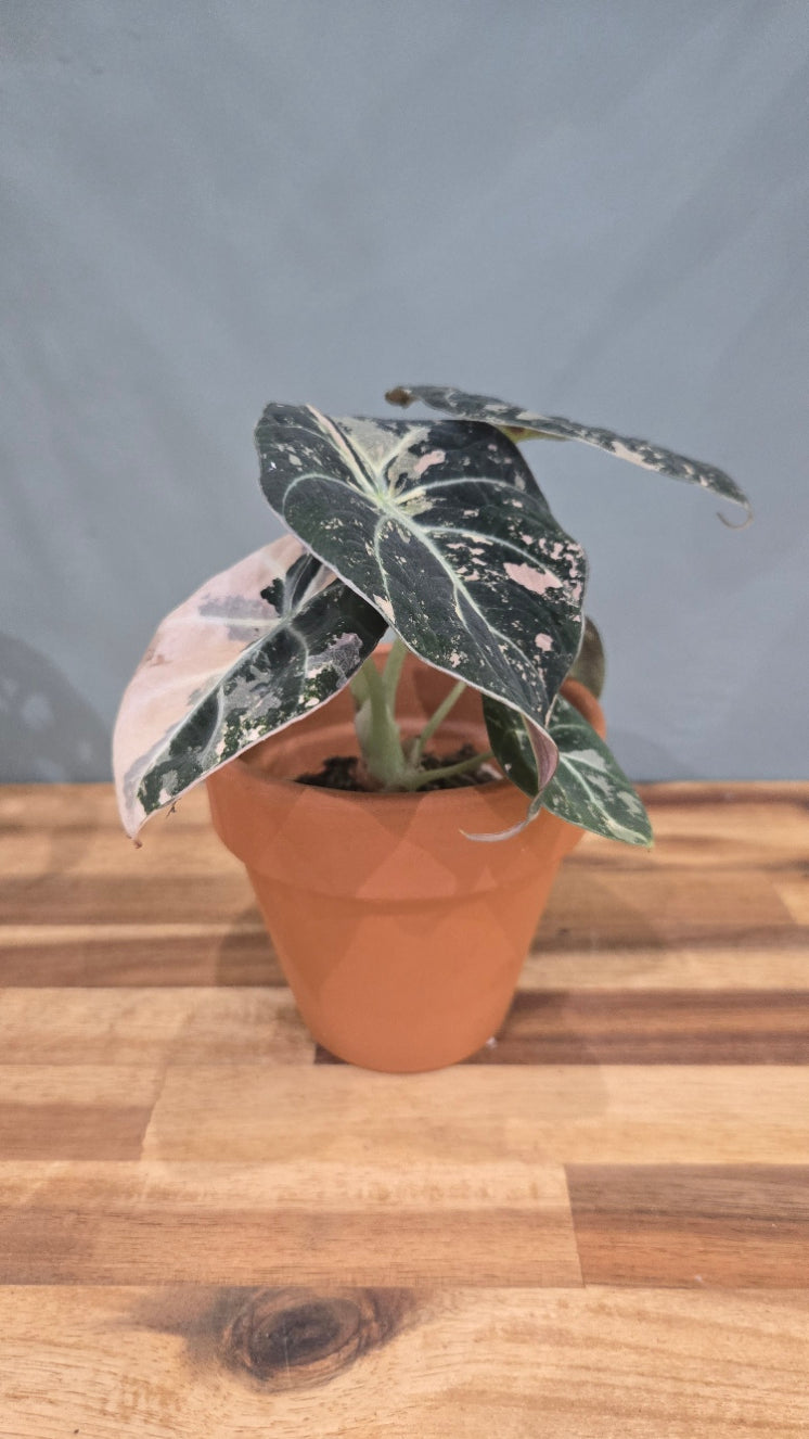 ALOCASIA BLACK VELVET PINK VARIEGATA