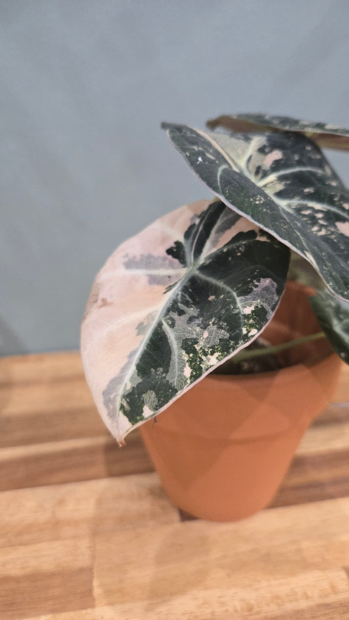 ALOCASIA BLACK VELVET PINK VARIEGATA