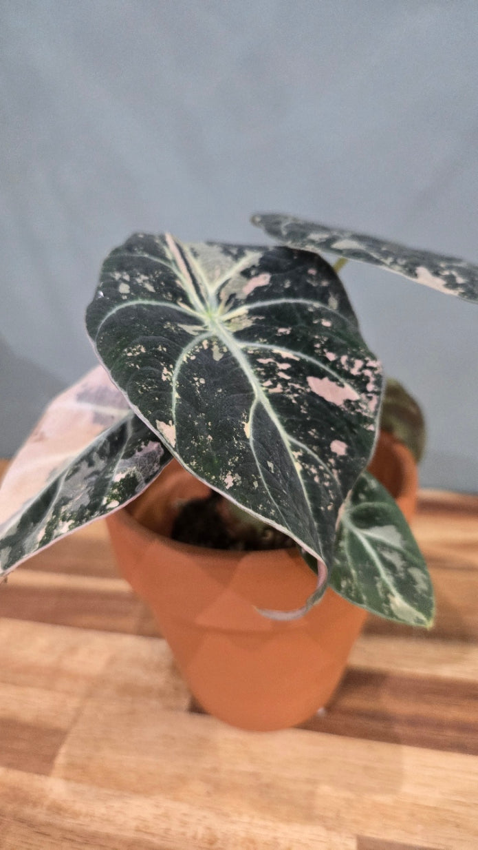 ALOCASIA BLACK VELVET PINK VARIEGATA