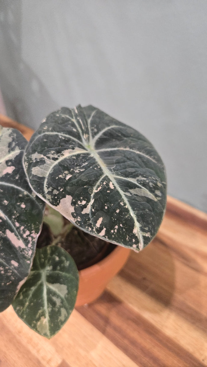 ALOCASIA BLACK VELVET PINK VARIEGATA