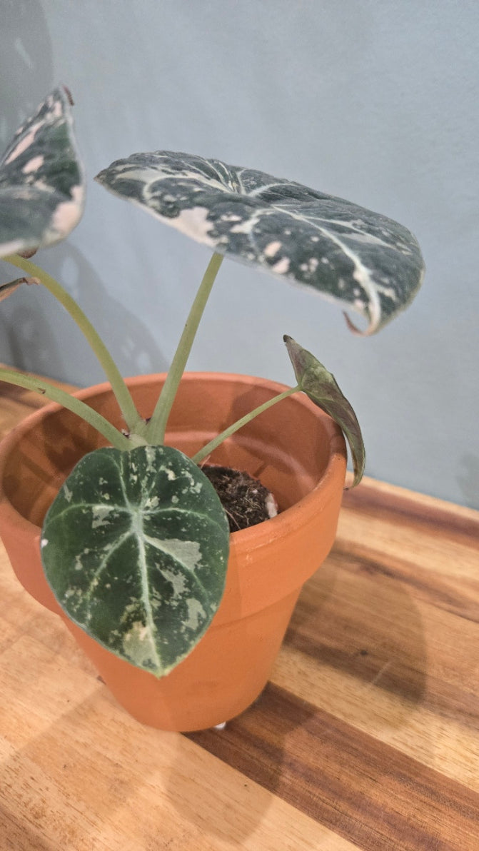 ALOCASIA BLACK VELVET PINK VARIEGATA