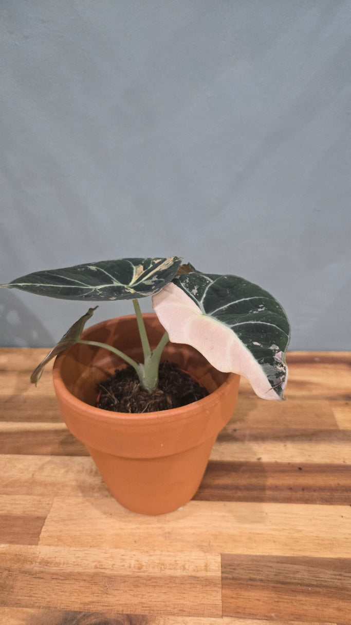 ALOCASIA BLACK VELVET PINK VARIEGATA