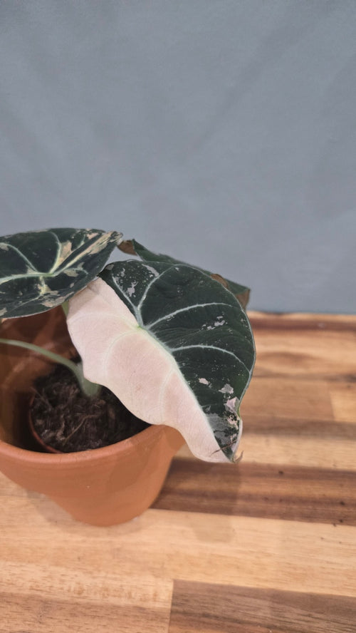 ALOCASIA BLACK VELVET PINK VARIEGATA