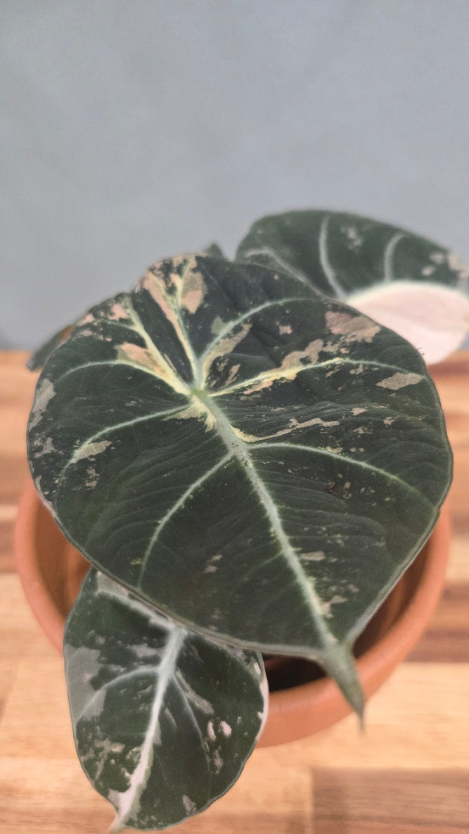 ALOCASIA BLACK VELVET PINK VARIEGATA