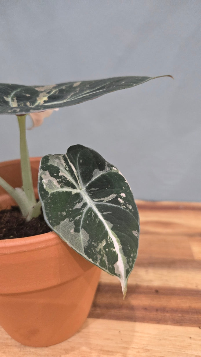 ALOCASIA BLACK VELVET PINK VARIEGATA