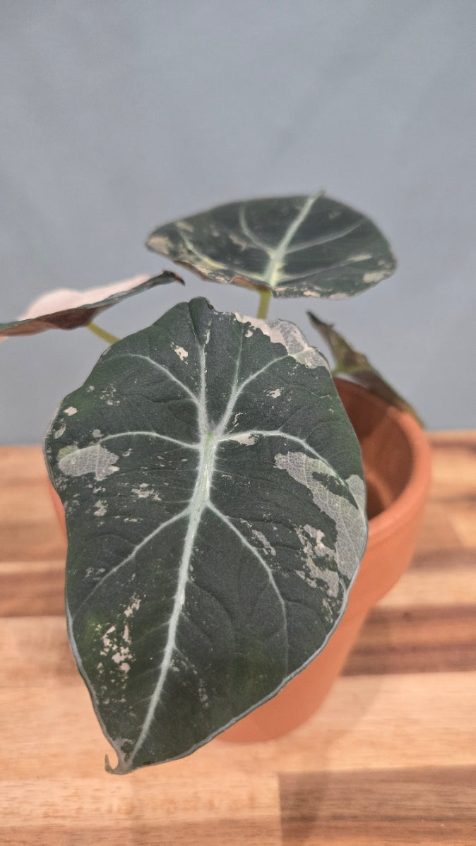 ALOCASIA BLACK VELVET PINK VARIEGATA