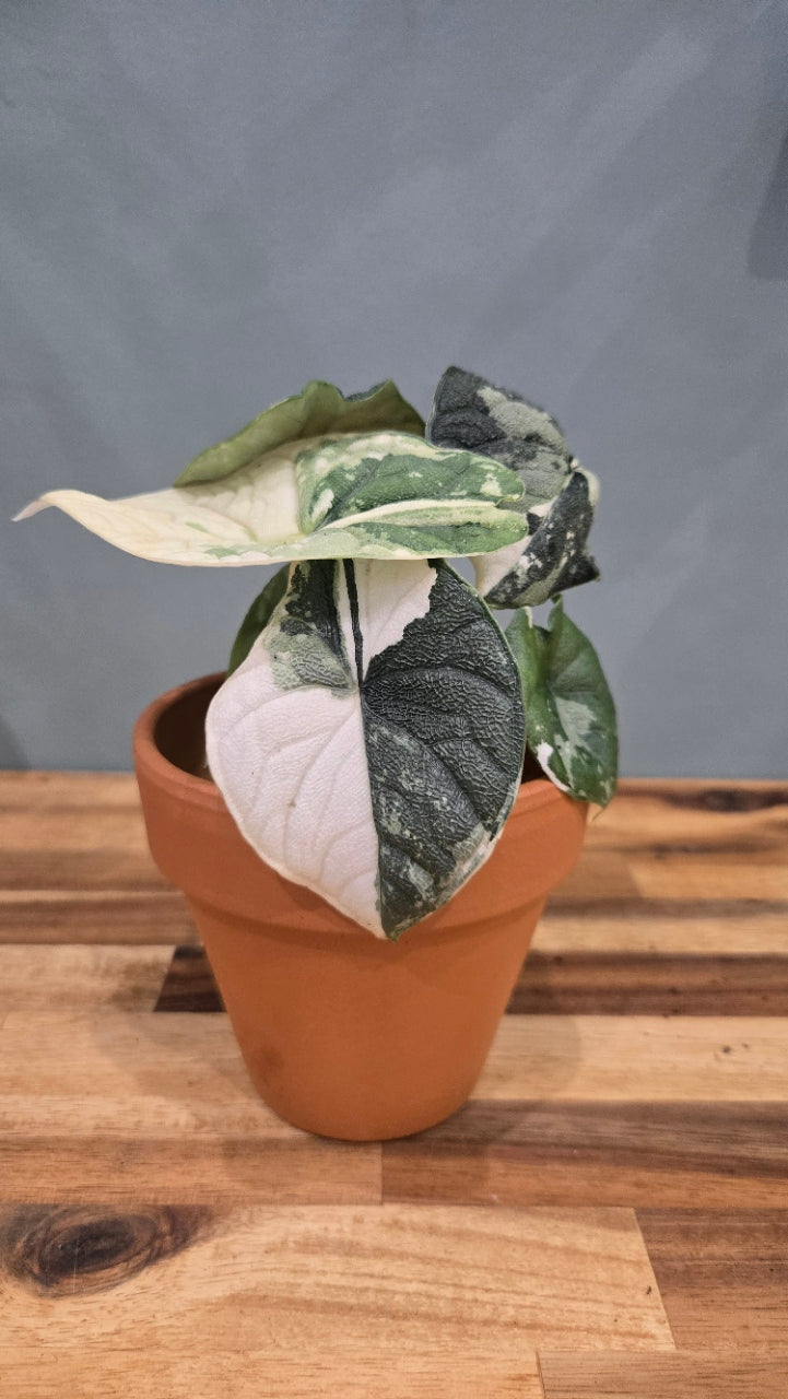ALOCASIA MELO VARIEGATA