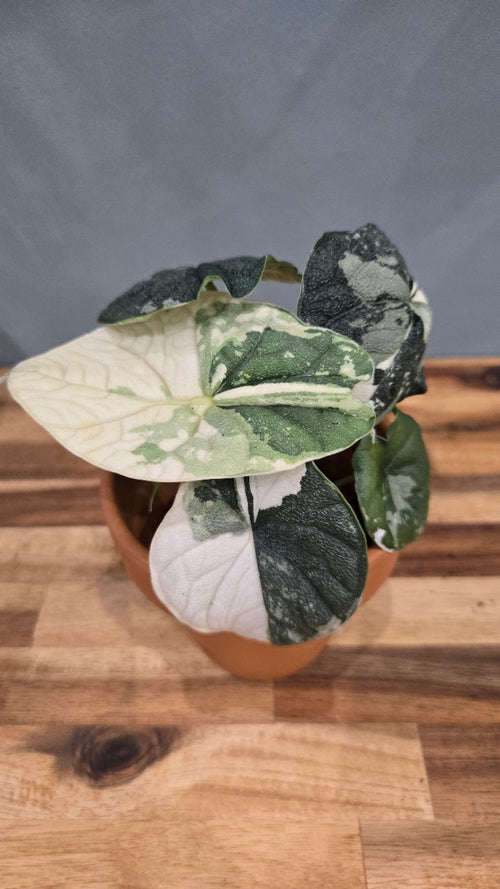 ALOCASIA MELO VARIEGATA