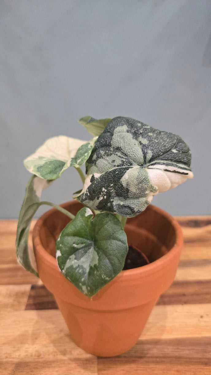 ALOCASIA MELO VARIEGATA