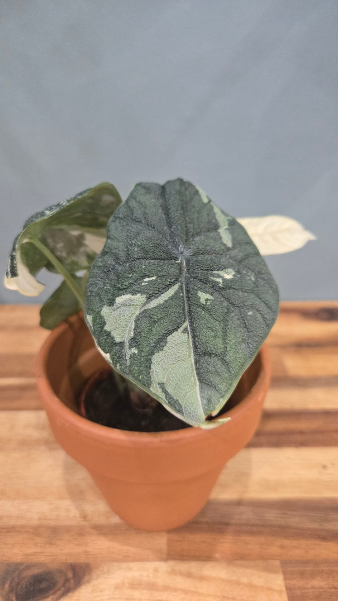 ALOCASIA MELO VARIEGATA