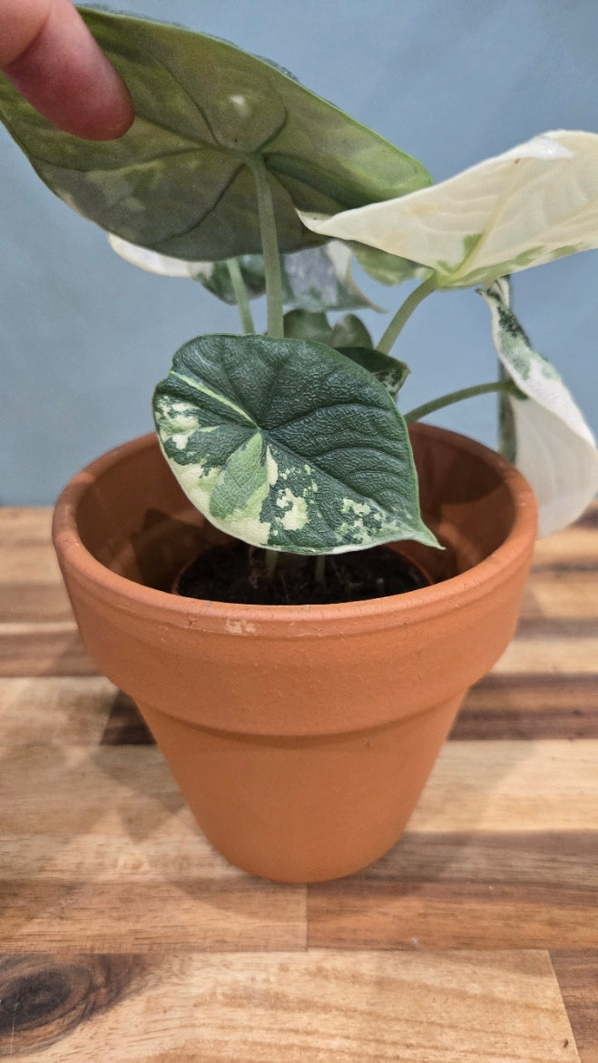 ALOCASIA MELO VARIEGATA