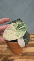 ALOCASIA MELO VARIEGATA