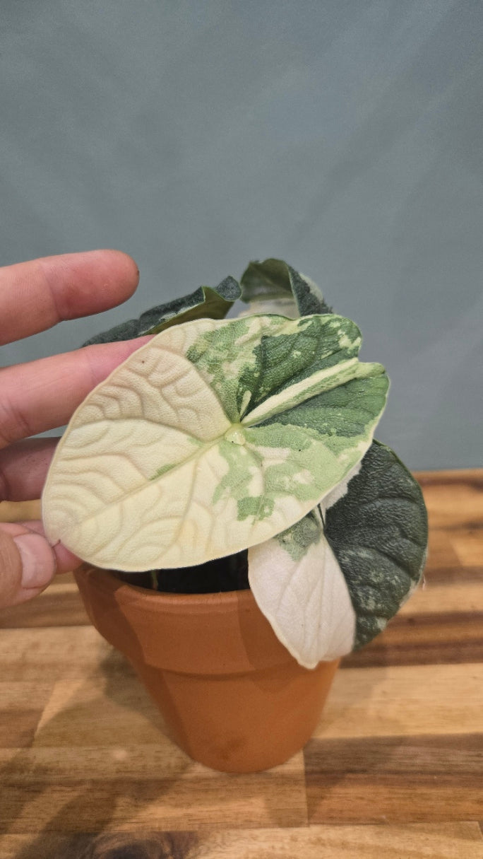 ALOCASIA MELO VARIEGATA