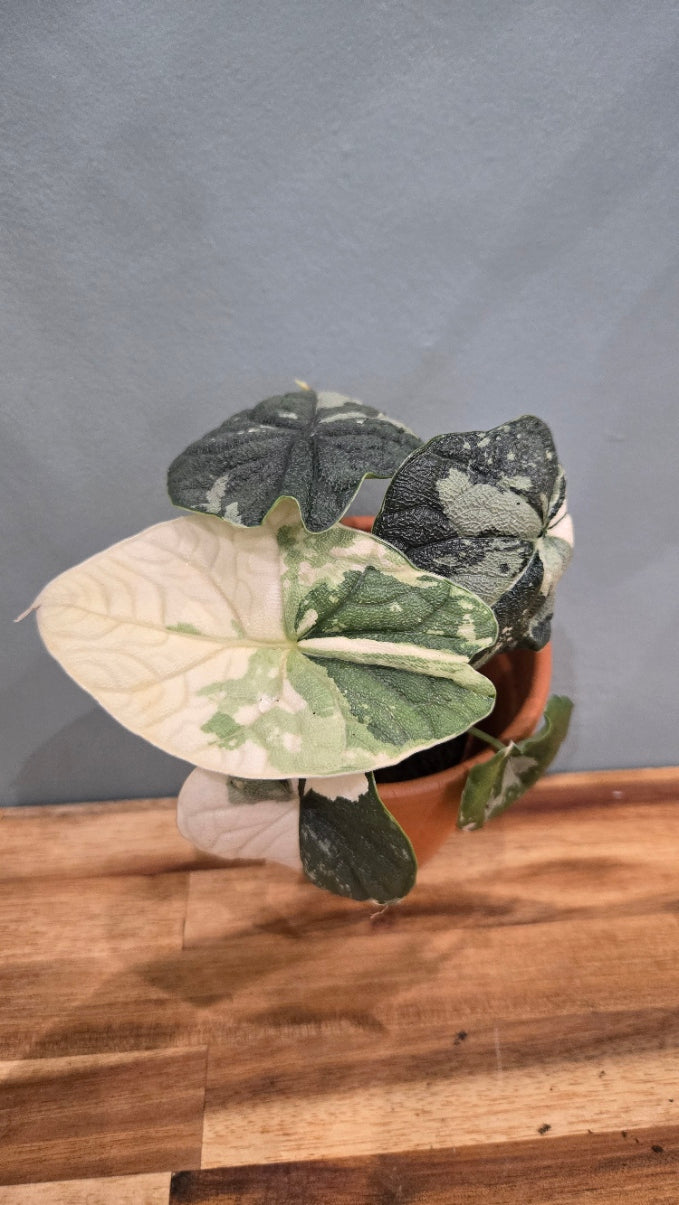 ALOCASIA MELO VARIEGATA