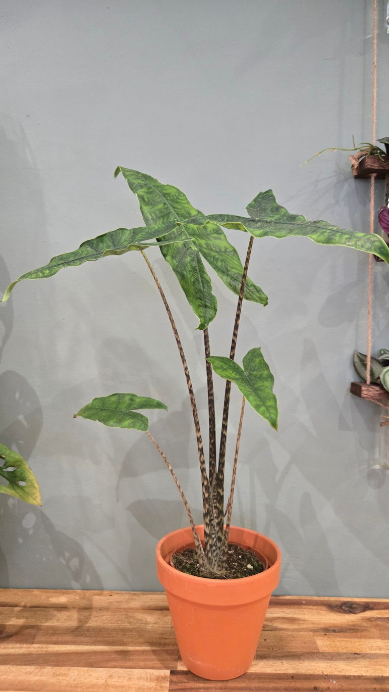 ALOCASIA ZEBRINA RETICULATA