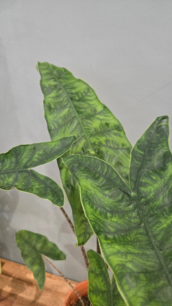 ALOCASIA ZEBRINA RETICULATA