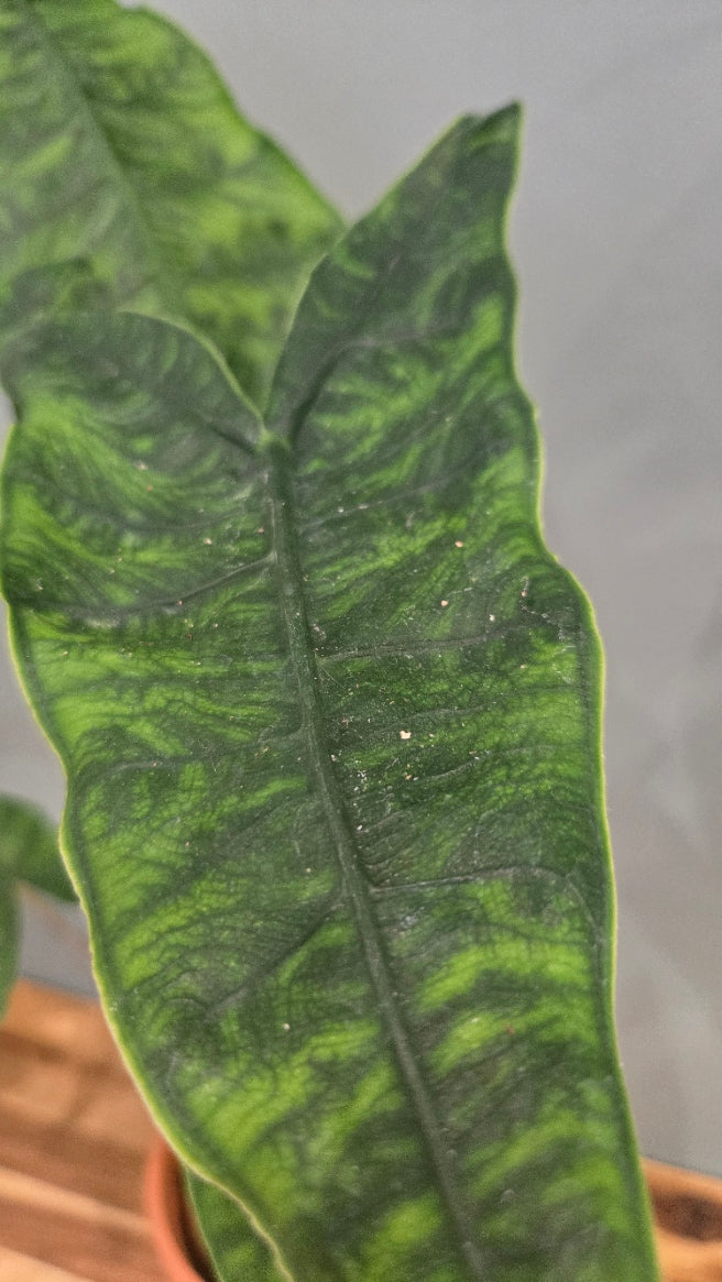 ALOCASIA ZEBRINA RETICULATA