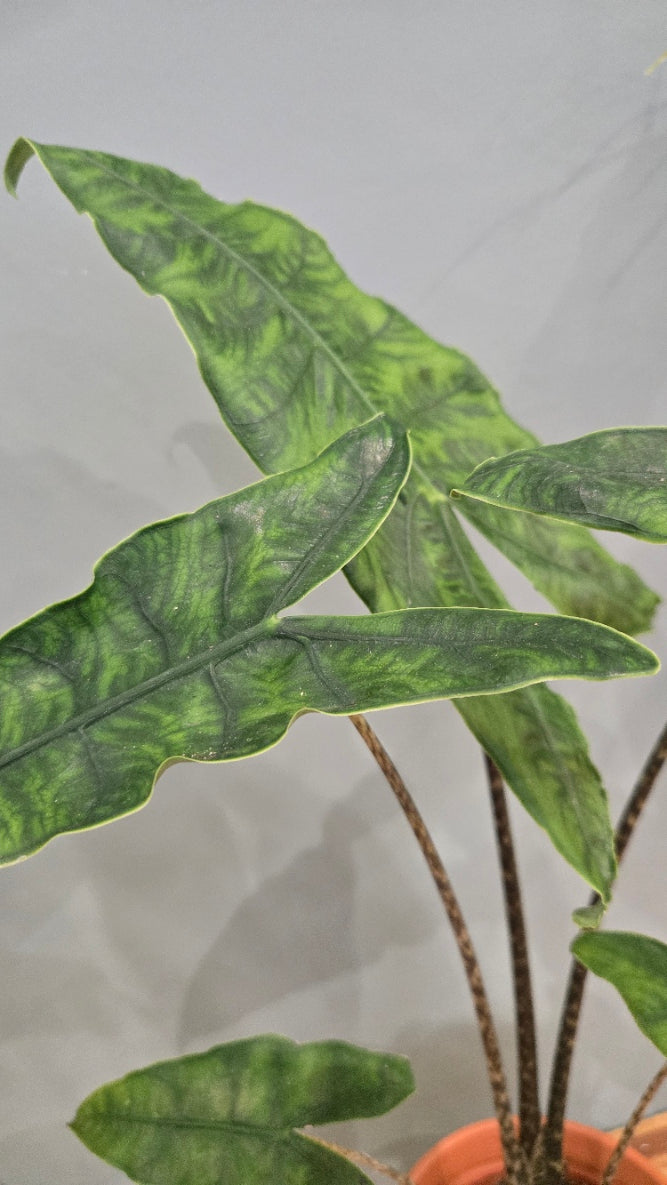 ALOCASIA ZEBRINA RETICULATA
