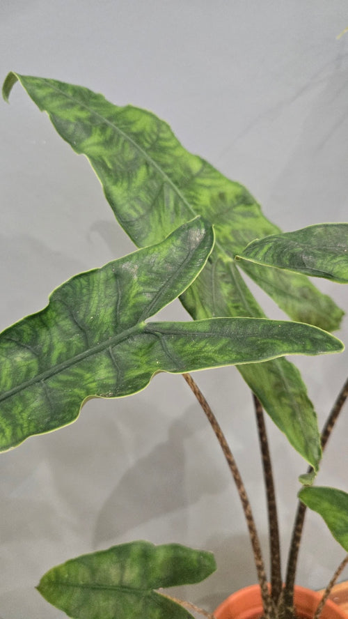 ALOCASIA ZEBRINA RETICULATA