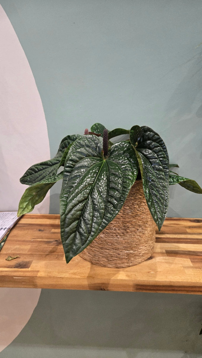 ANTHURIUM LUXURIANS X RADICANS