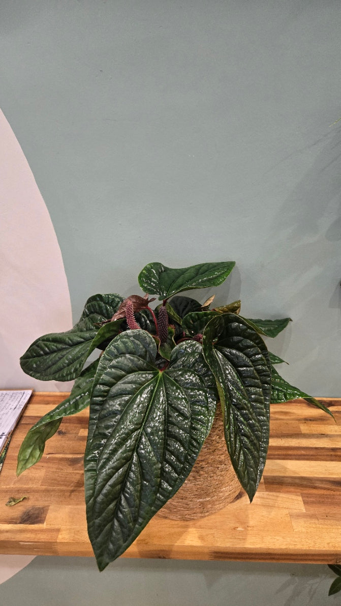 ANTHURIUM LUXURIANS X RADICANS
