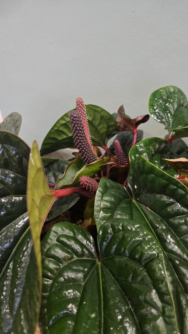 ANTHURIUM LUXURIANS X RADICANS