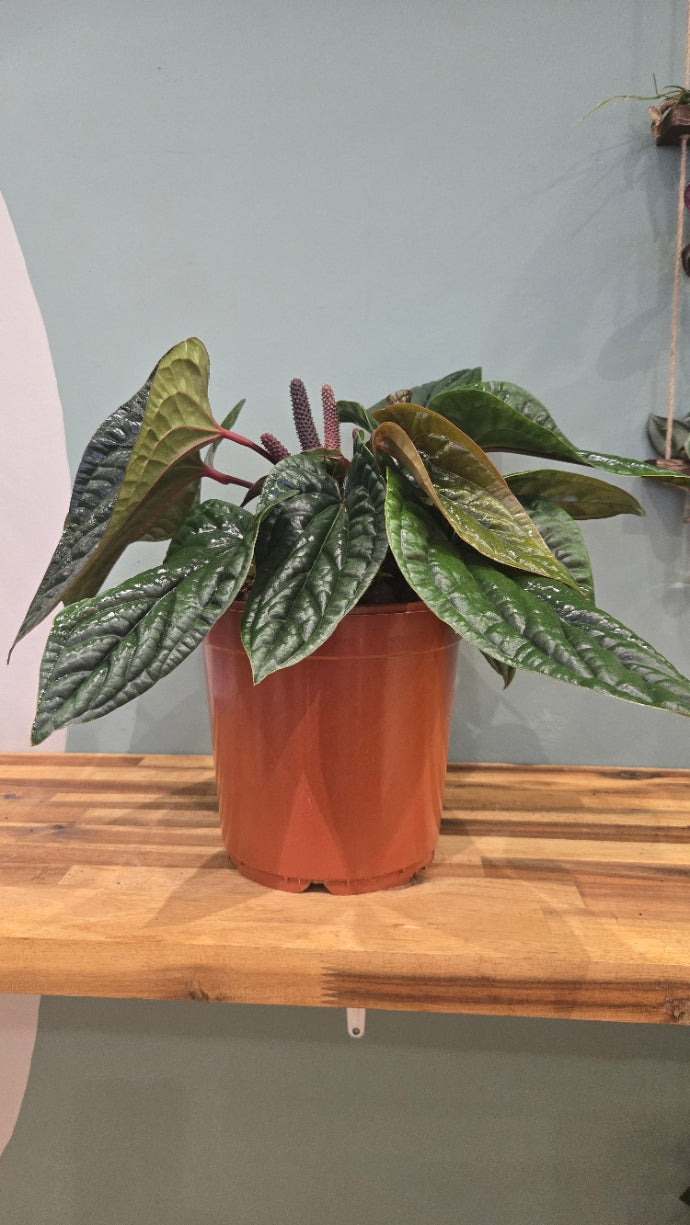 ANTHURIUM LUXURIANS X RADICANS
