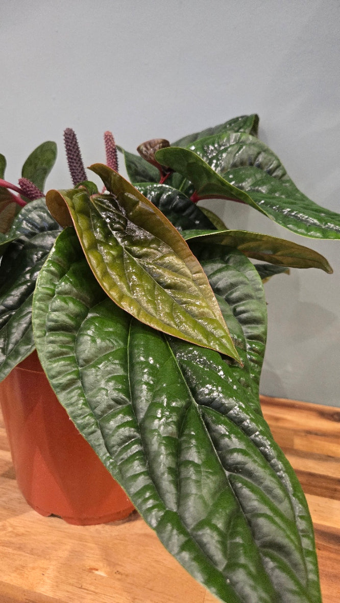 ANTHURIUM LUXURIANS X RADICANS