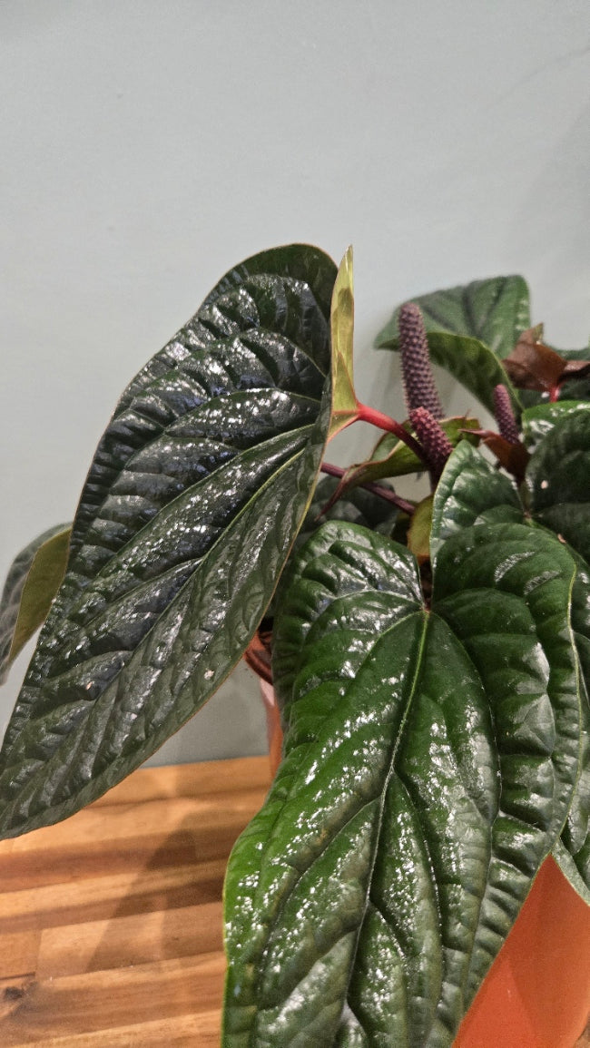 ANTHURIUM LUXURIANS X RADICANS