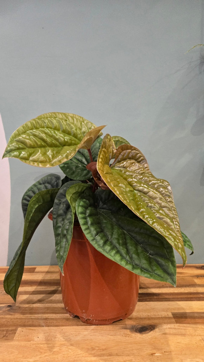 ANTHURIUM LUXURIANS X RADICANS