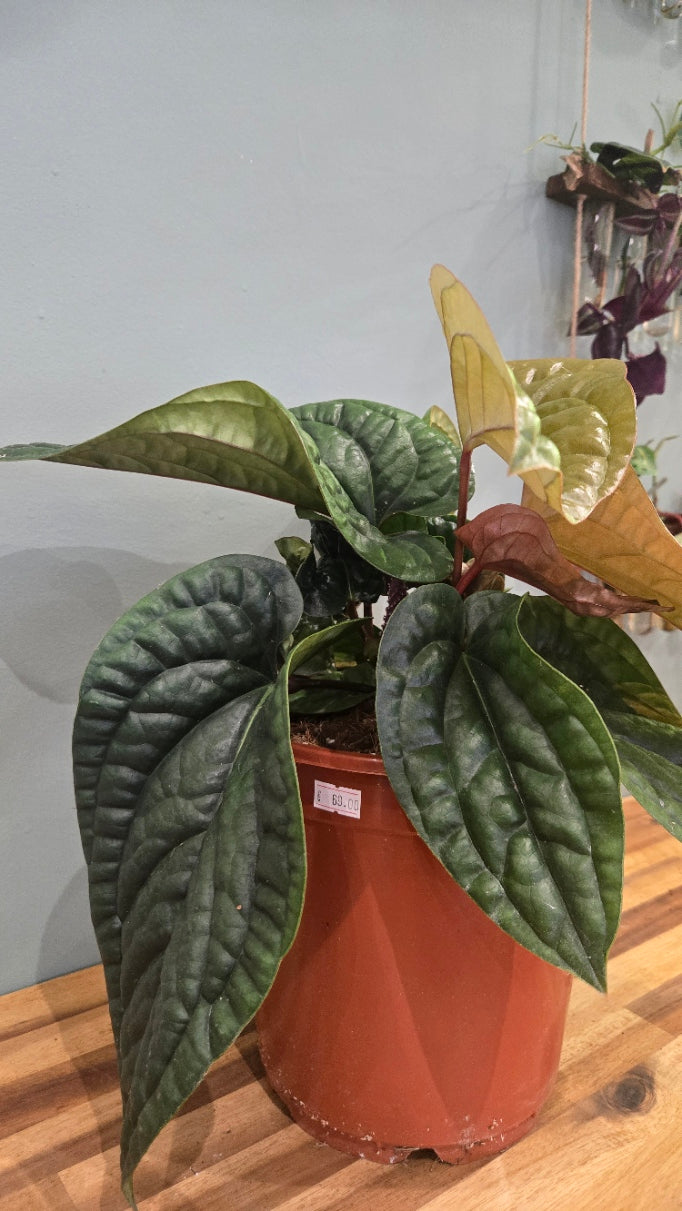 ANTHURIUM LUXURIANS X RADICANS