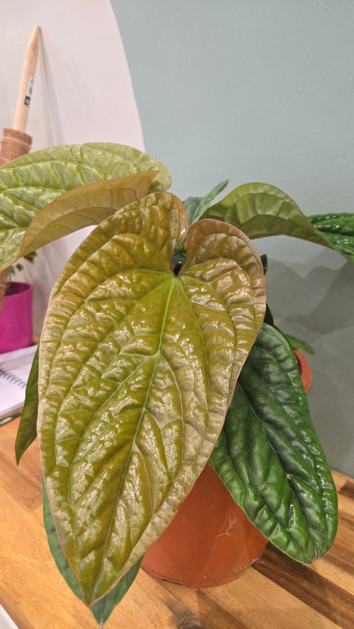 ANTHURIUM LUXURIANS X RADICANS