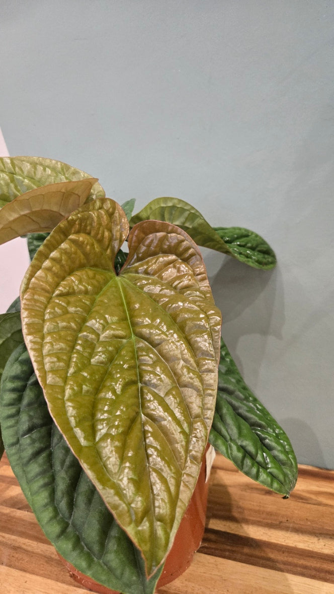 ANTHURIUM LUXURIANS X RADICANS