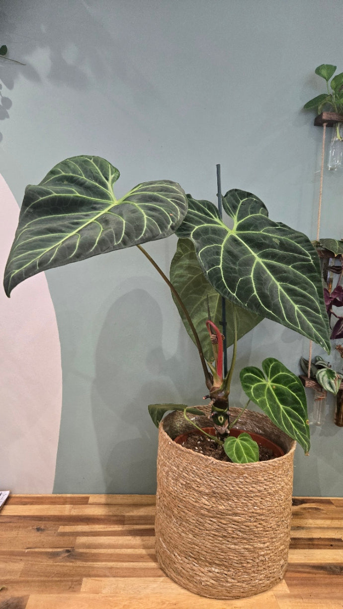ANTHURIUM REGALE
