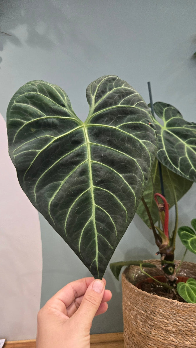 ANTHURIUM REGALE