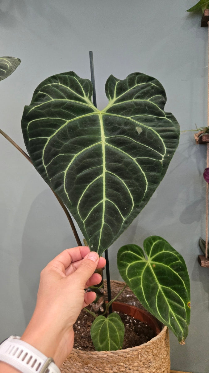 ANTHURIUM REGALE